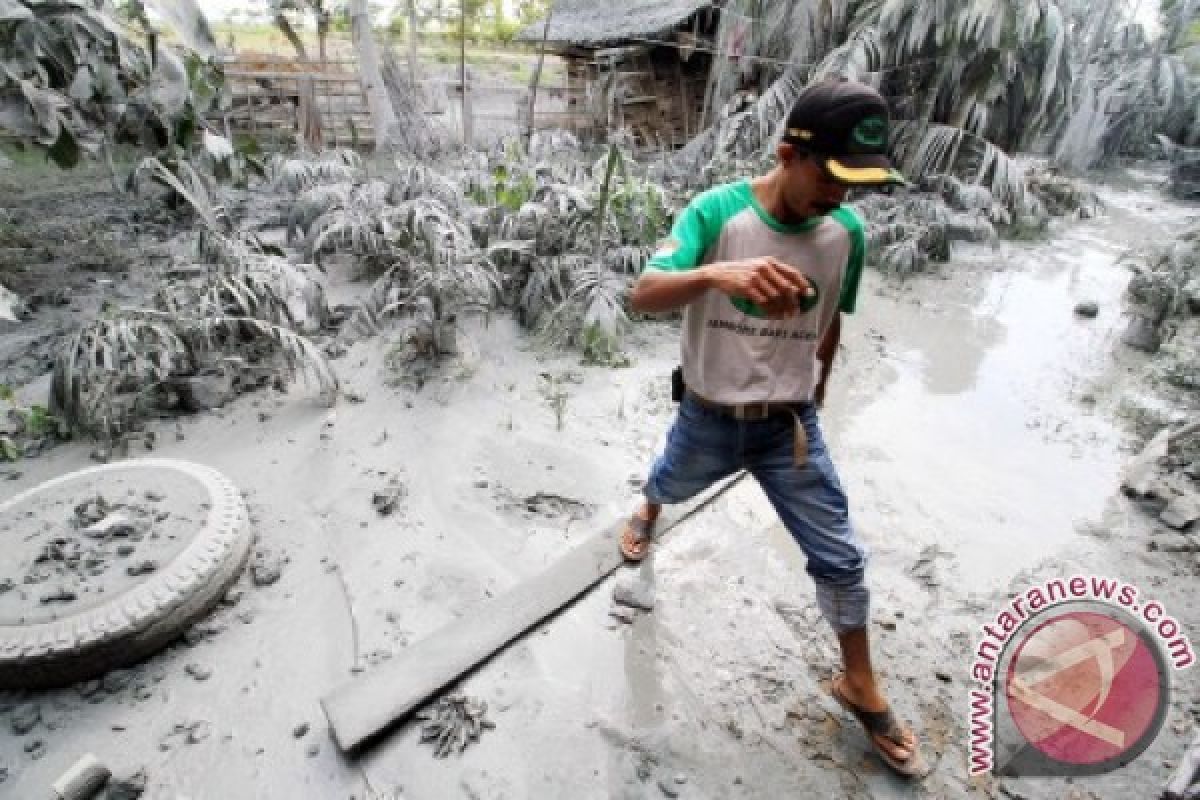 Petani Aceh Tenggara perbaiki tanaman tertutup abu