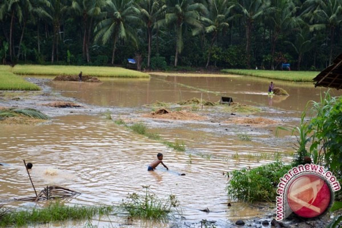 Musim tanam di Batanghari gagal akibat banjir