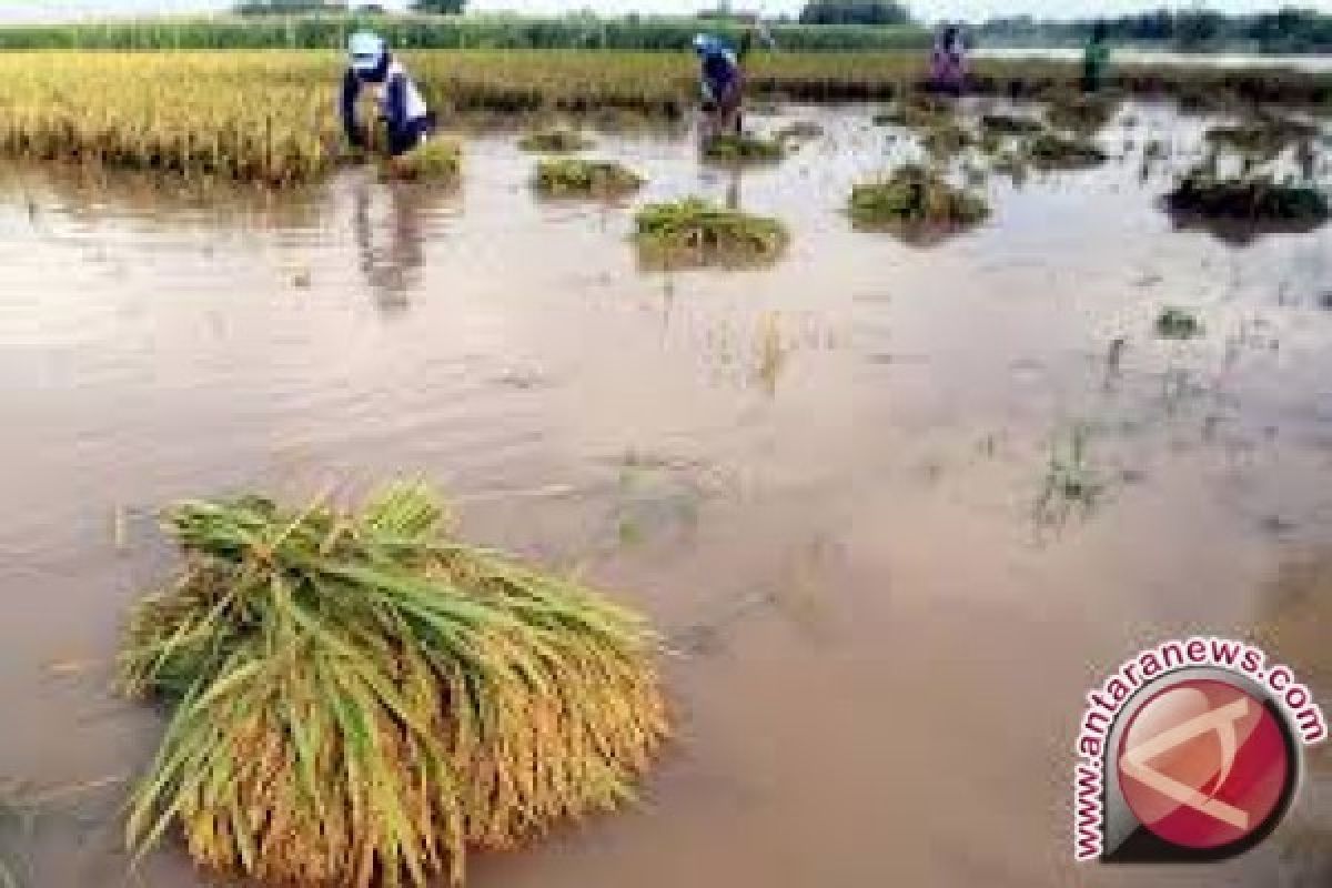 Ratusan hektare padi terendam banjir di Sarolangun 