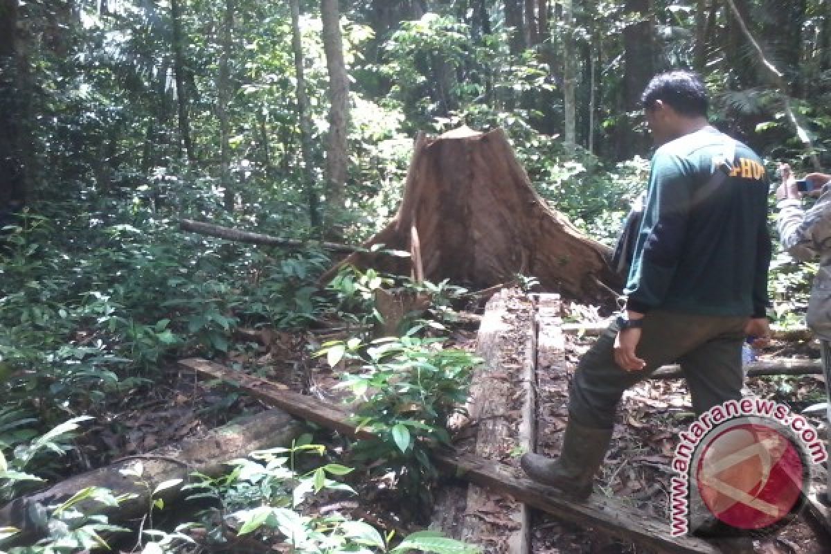 Menjaga hutan rawa gambut terluas di Asia Tenggara dari ancaman