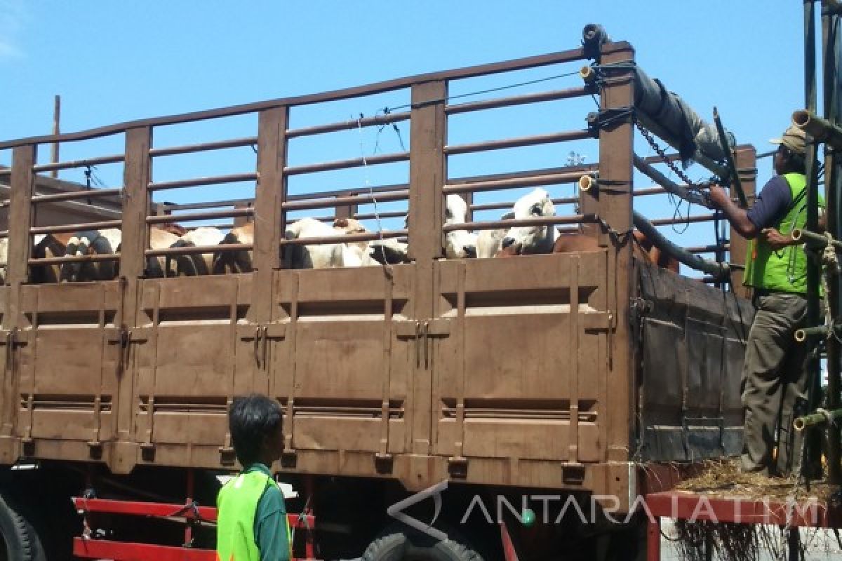 Ribuan Sapi Impor Dibongkar Melalui Tanjung Intan 