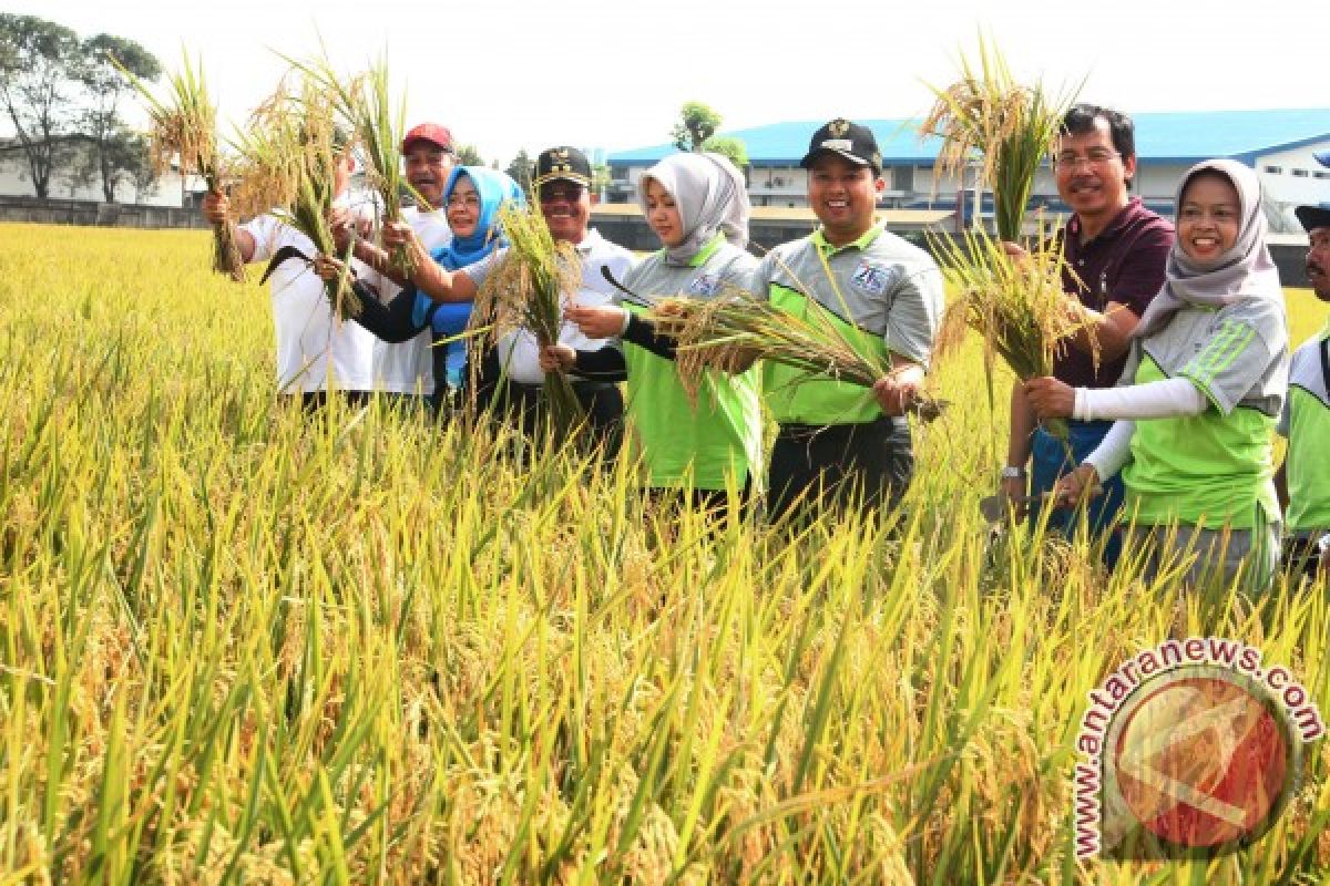 Tangerang Berkebun, Warga Hasilkan Pangan Bergizi