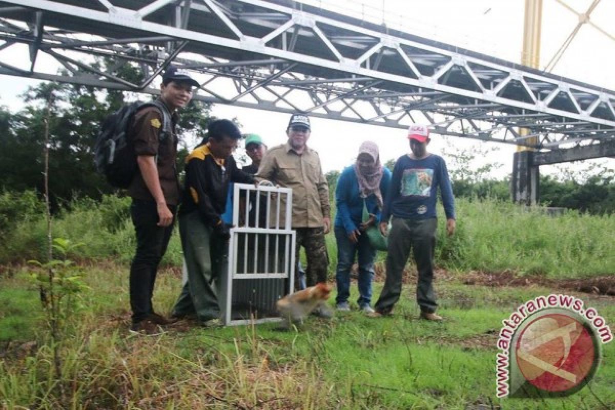 SBI Lepasliarkan Lagi Bekantan 