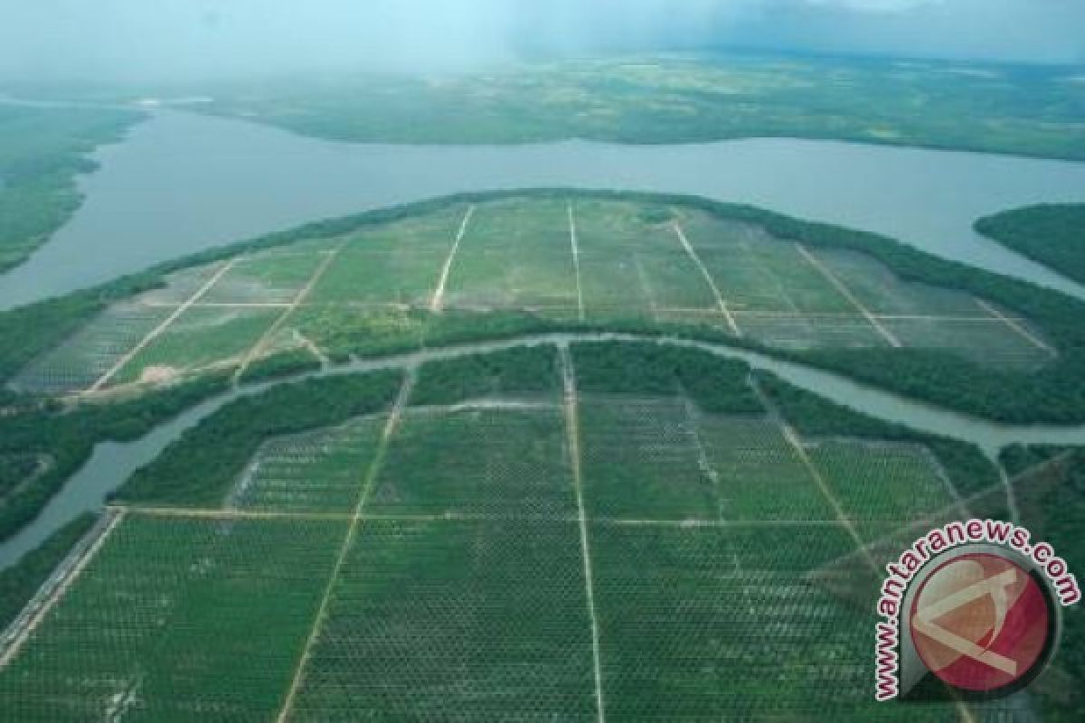 10.000 hektare kawasan hutan Sumsel dirambah perkebunan sawit