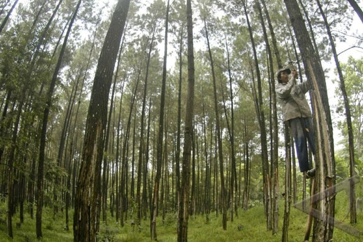 Ribuan Pohon Pinus Roboh Terterjang Angin