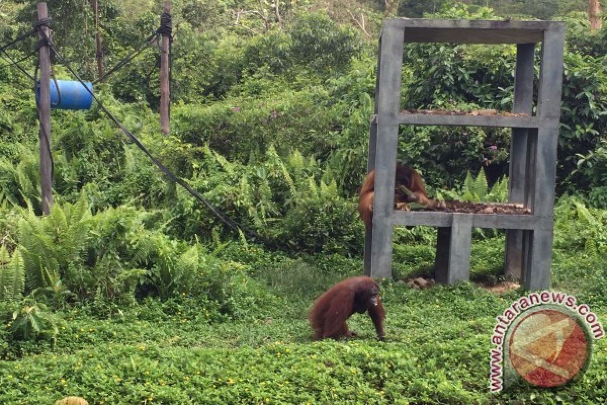 Orangutan Hasil Sitaan dari Kuwait Tiba di Sampit