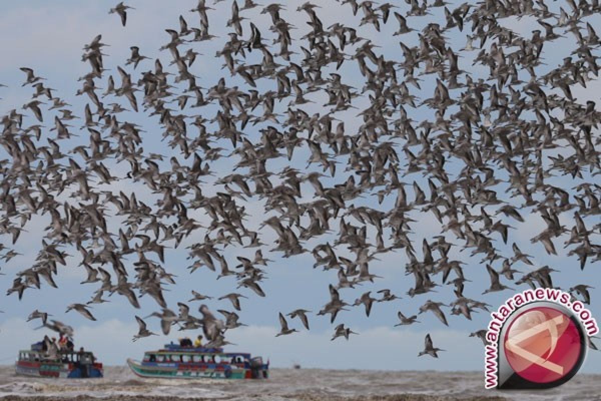 Jumlah Burung Migran di Danau Limboto Bertambah