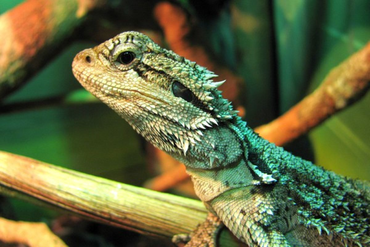 260 reptil disita di Bandara Belanda