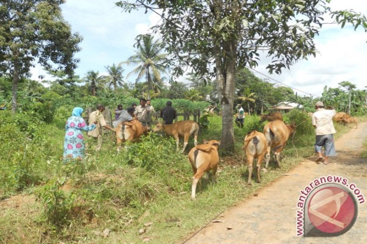 Tanah Bumbu Sosialisaskan Kawin Sapi Buatan