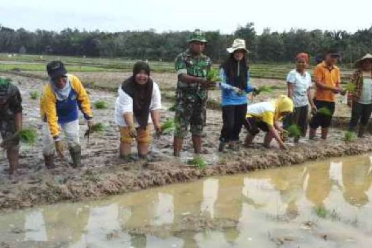 Babinsa Koramil 08 Kuantan Mudik Tanam Padi Bersama Kelompok Tani