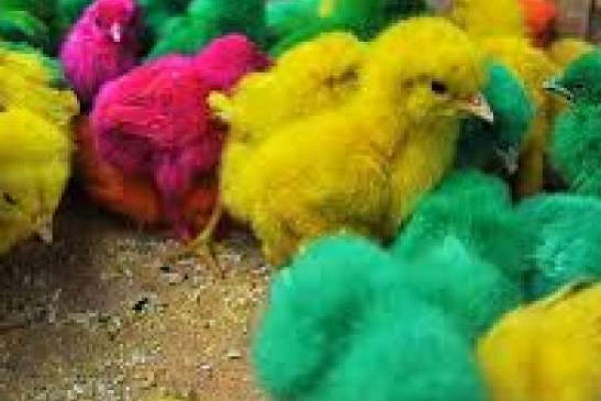 Ini Ritual Makan Ayam 3 Warna Masyarakat Rambah Rokan Hulu