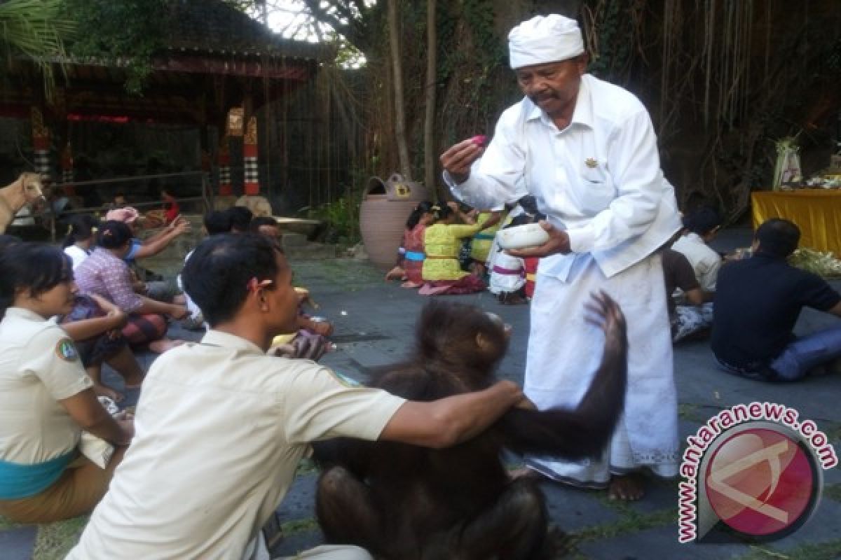 Bali Safari Gelar Ritual Tumpek Kandang