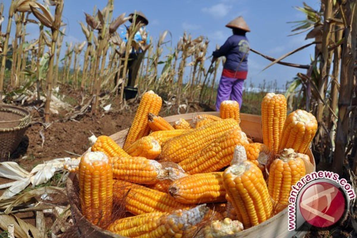 Banten Targetkan Produksi Jagung 38 Ribu Ton