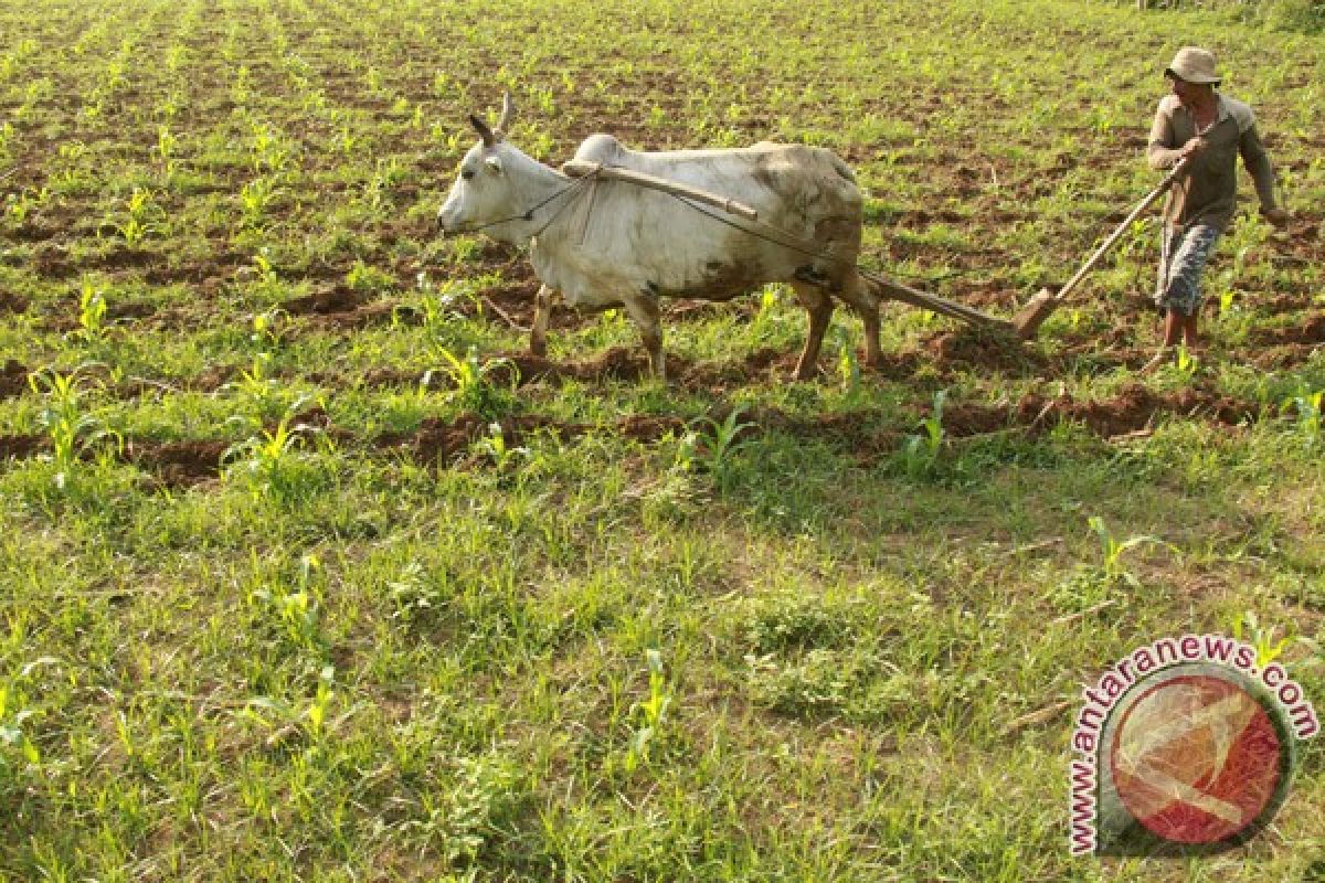 Kota Subulussalan sediakan 2 hektare lahan jagung