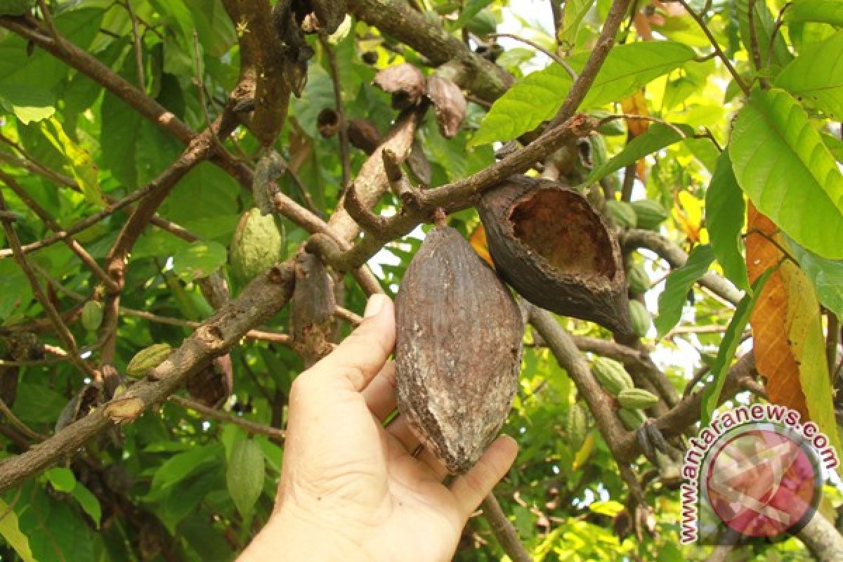 Petani kakao Aceh Utara keluhkan serangan hama