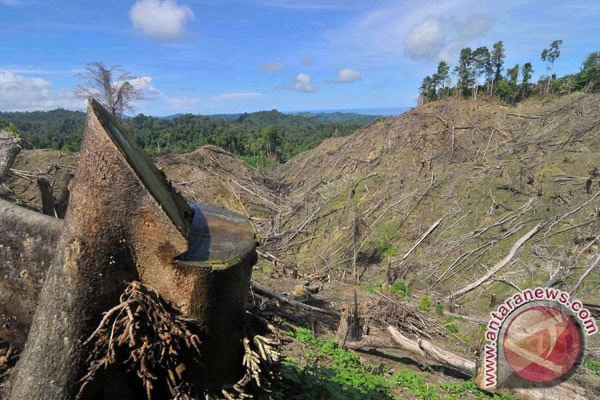 Satu juta dari 3,5 juta hektare hutan di Sumsel rusak