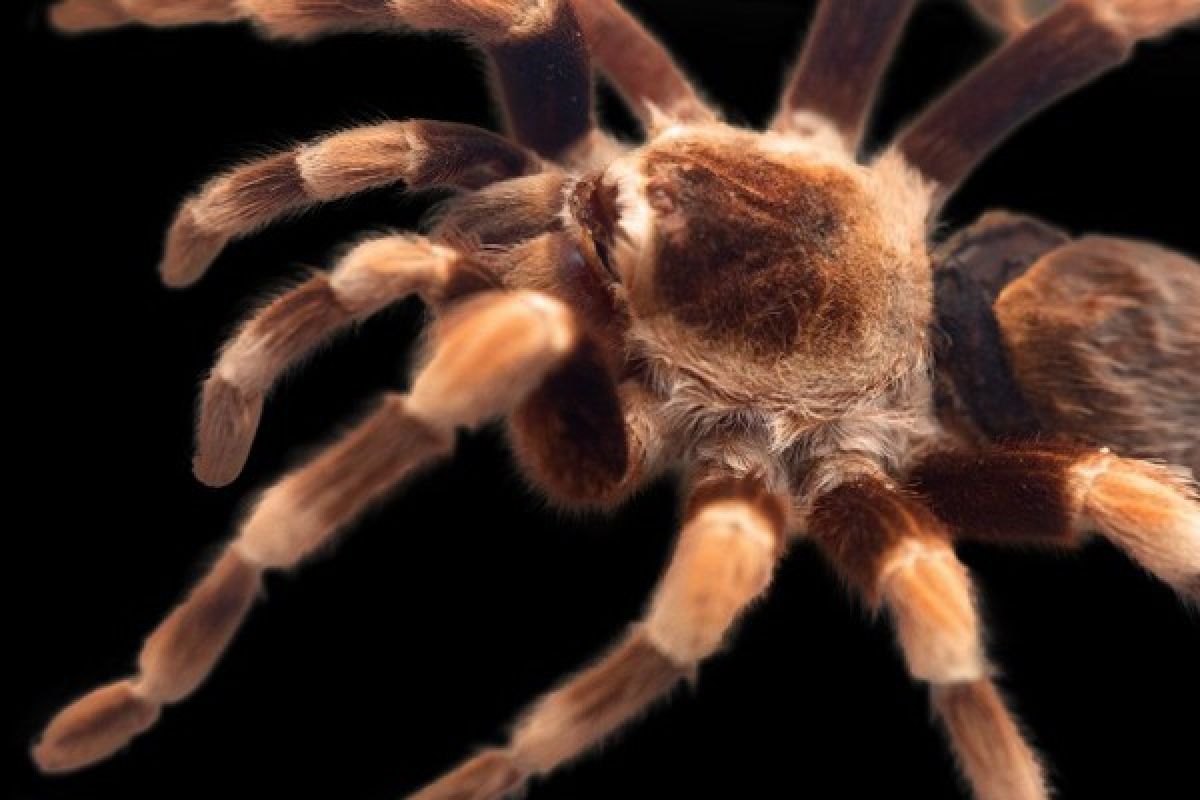 Bea Cukai Bandarlampung Gagalkan Pengiriman Tarantula Hidup