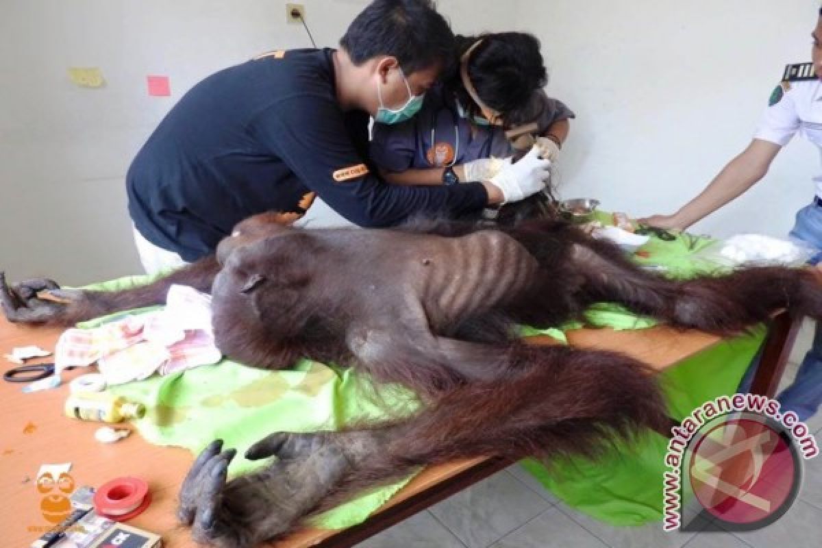 TNK Temukan Orangutan Terluka Diduga Korban Konflik 