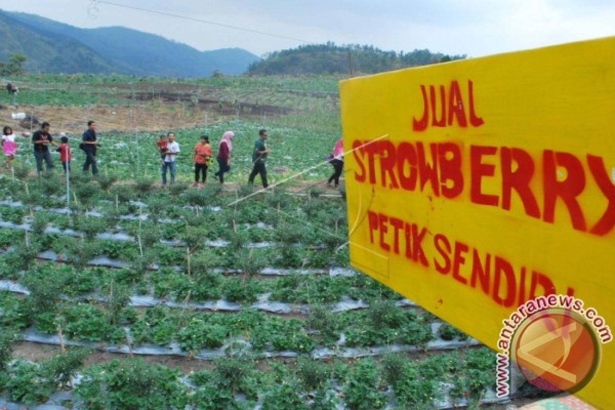 Strawberry asal Semende semakin terkenal