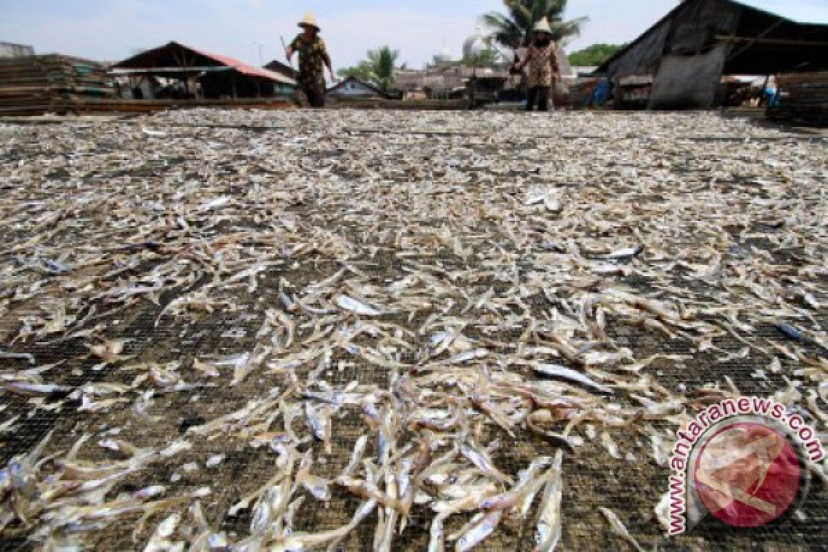 Harga ikan teri turun di Lhokseumawe