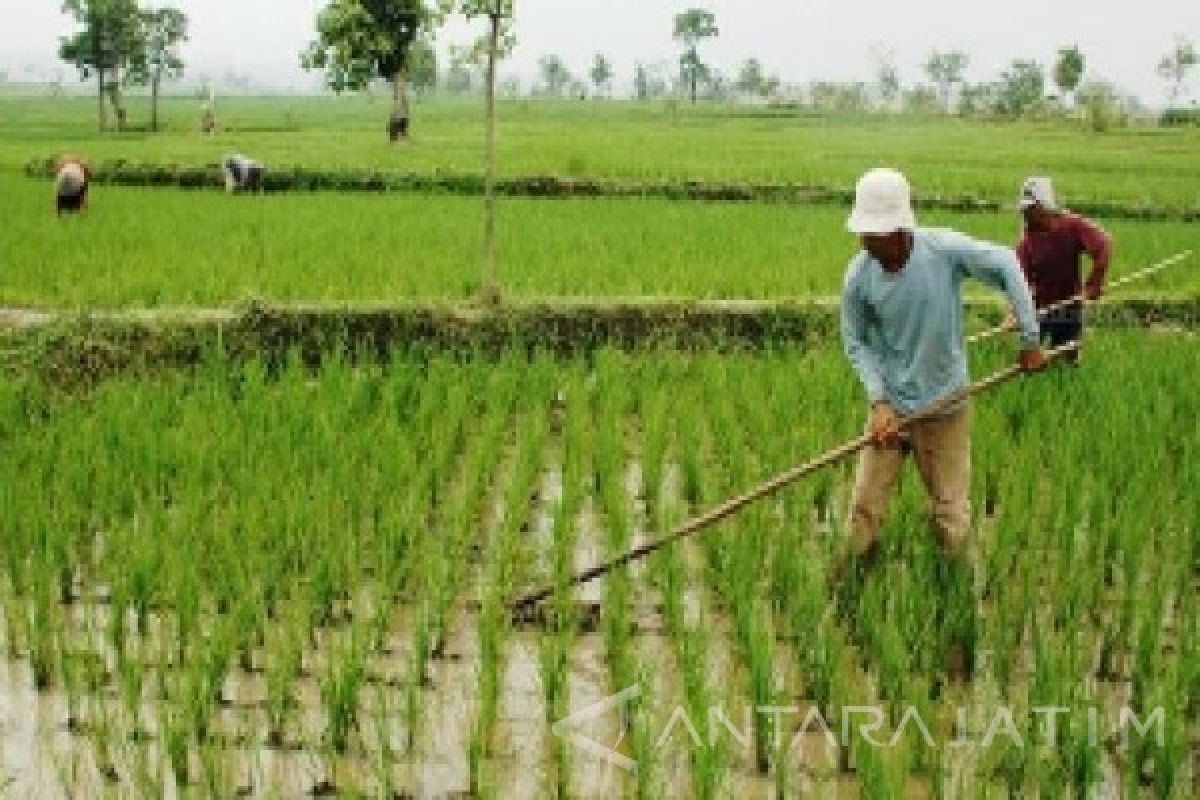 Serapan Kredit Pertanian di Jatim Masih Kecil