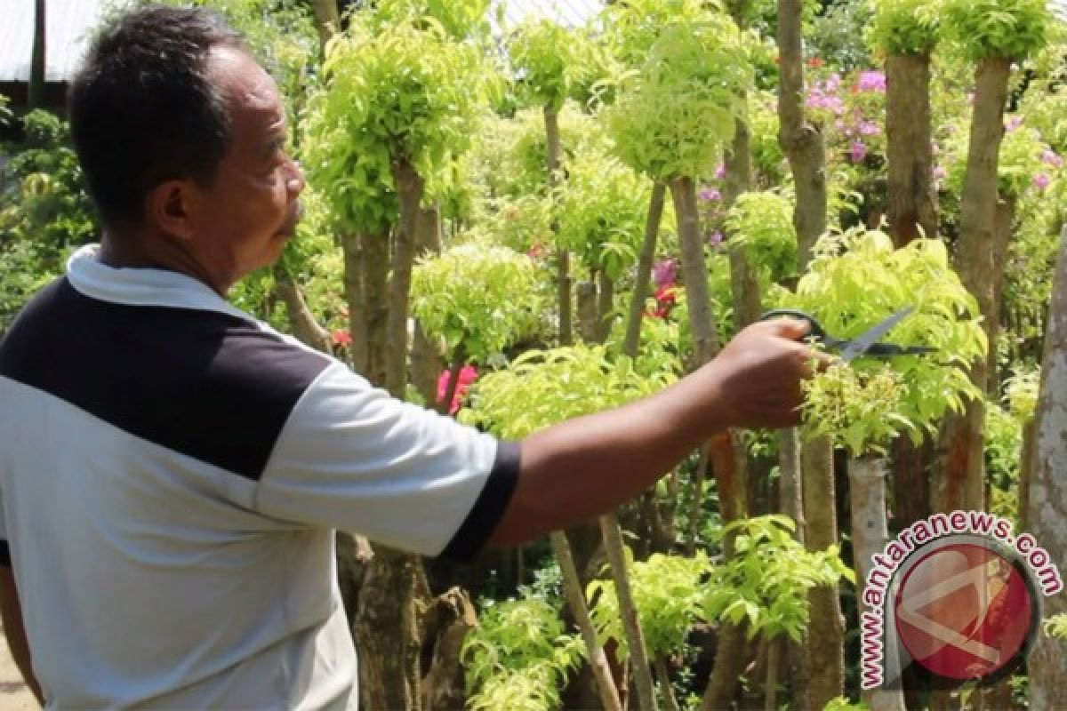 Meraup untung puluhan juta  dari budidaya bonsai anting putri