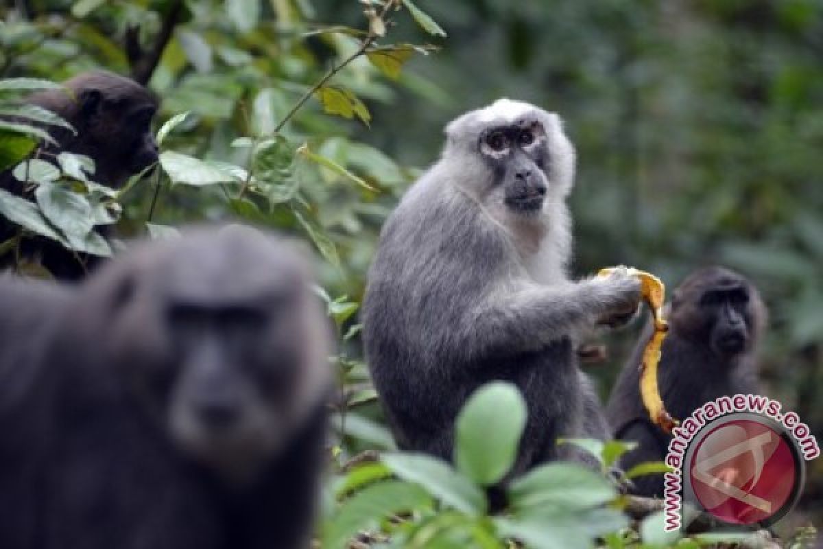 Monyet khas Sulawesi berkeliaran di jalan raya 