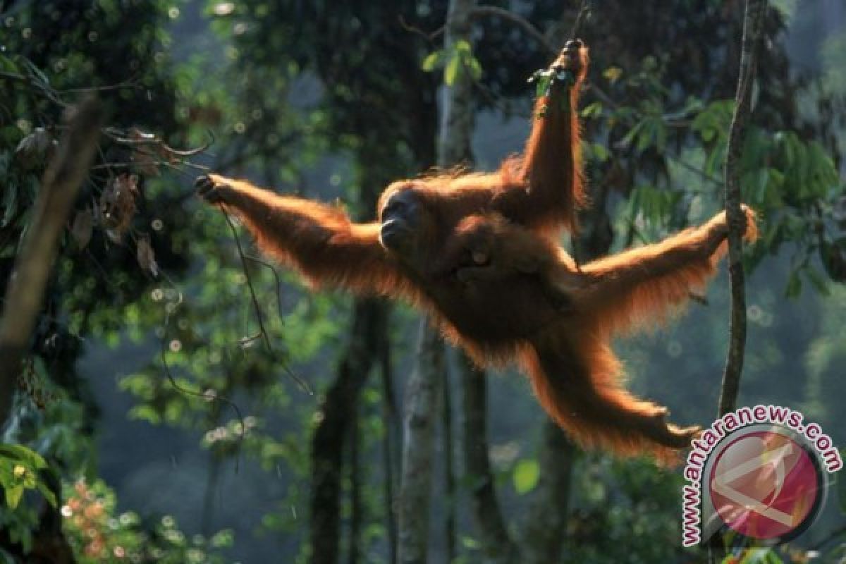 KSP: Pemerintah pasti lindungi orang utan saat bangun IKN