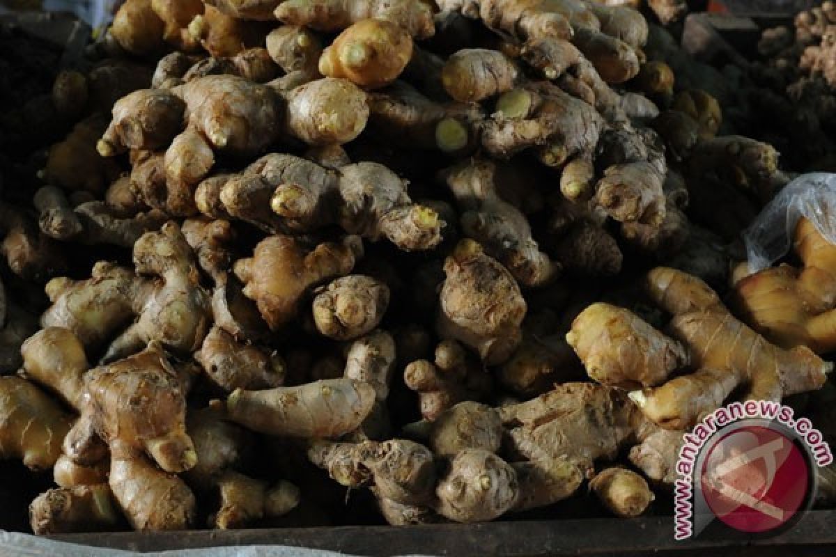 Rasakan Kekuatan Jahe untuk Kulitmu