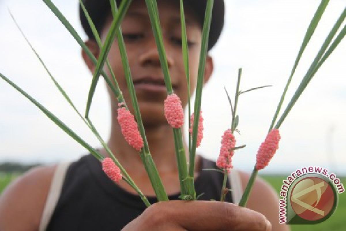 Pemkab Aceh Barat tangani hama ulat padi