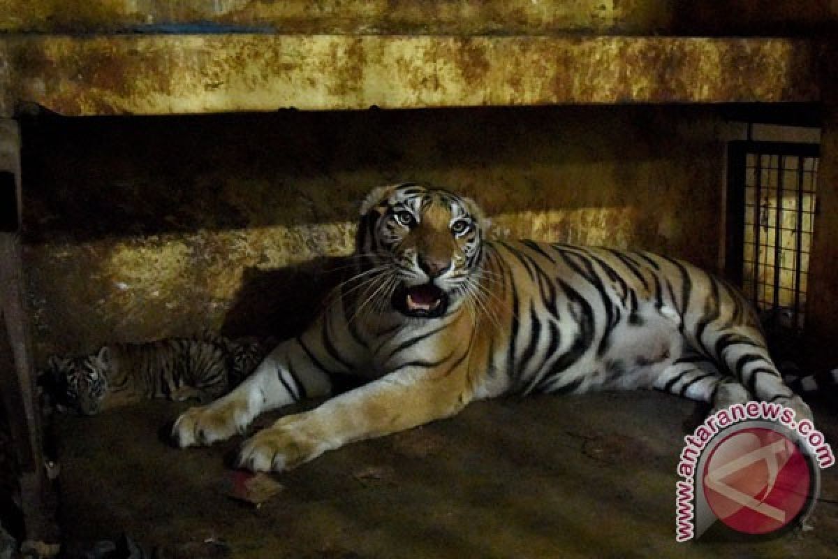 Tiga bayi harimau Benggala lahir di Taman Margasatwa Mangkang