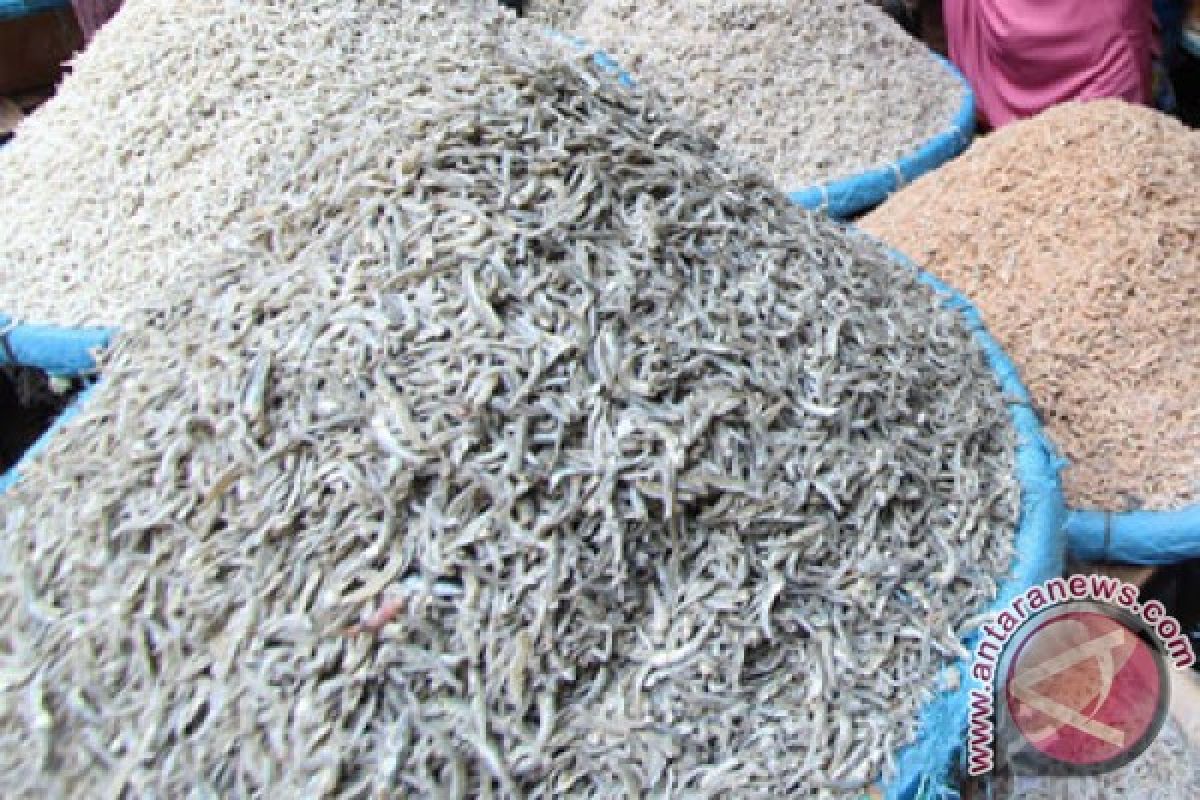 BBPOM Yogyakarta temukan ikan teri mengandung formalin
