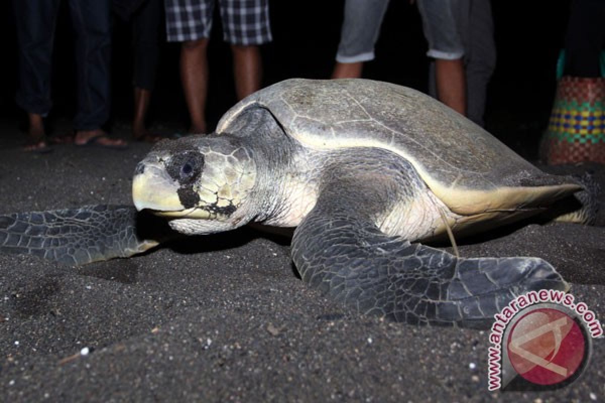 Penyu dilindungi ditemukan mati di pantai Jembrana