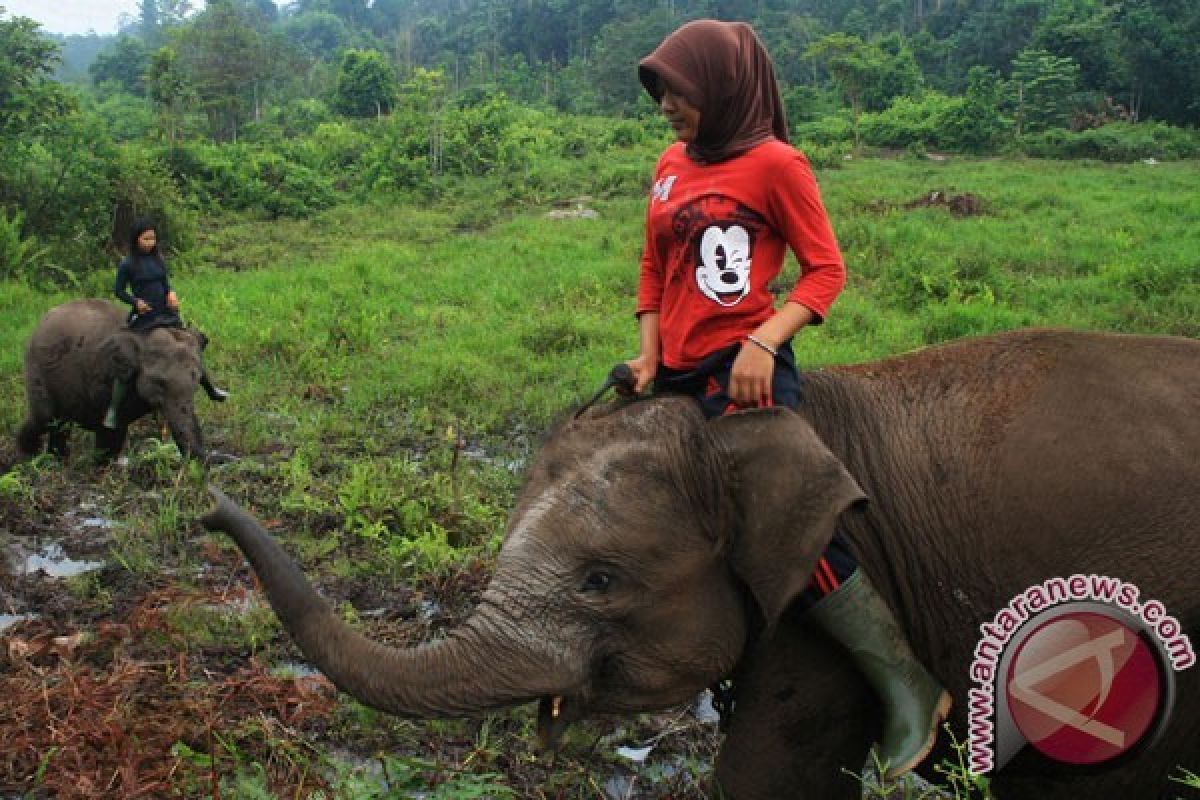 Konflik gajah di Riau akibat kerusakan Tesso Nilo