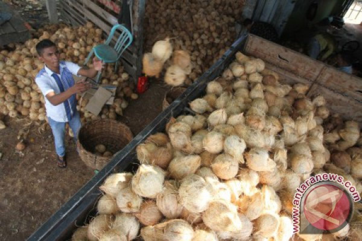 Harga buah kelapa di Aceh Utara anjlok