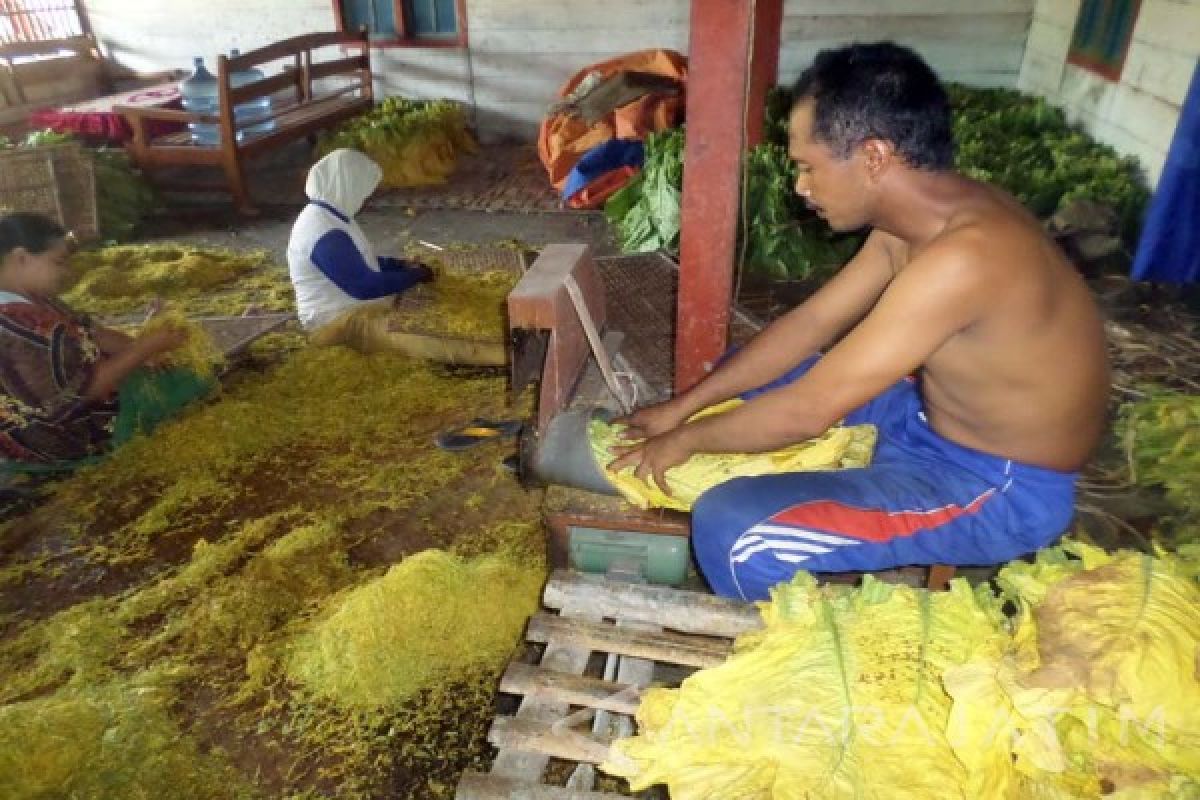 Dishutbun: Minat Petani Bojonegoro Ambil Benih Tinggi