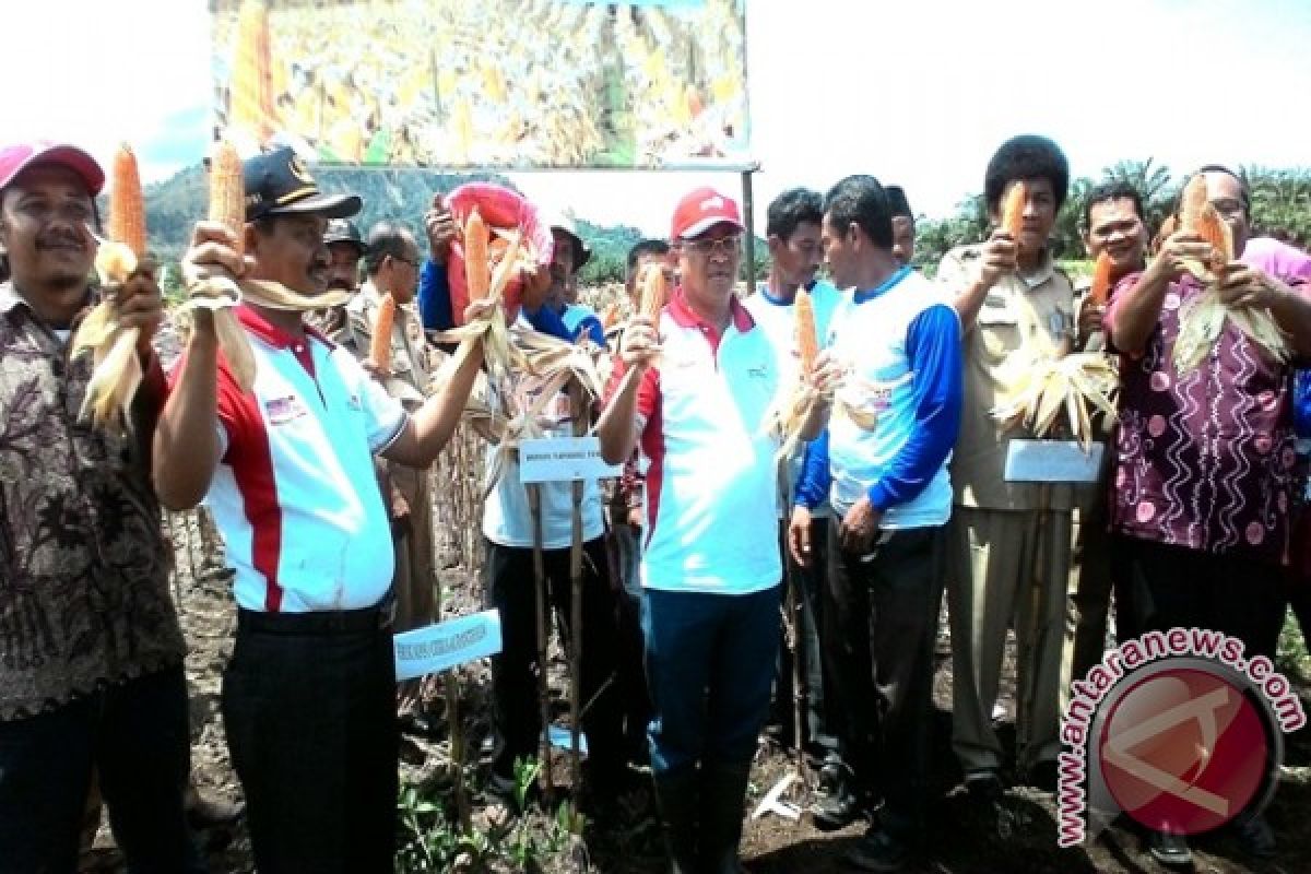 Petani tanam Palawija di Lahan Gambut