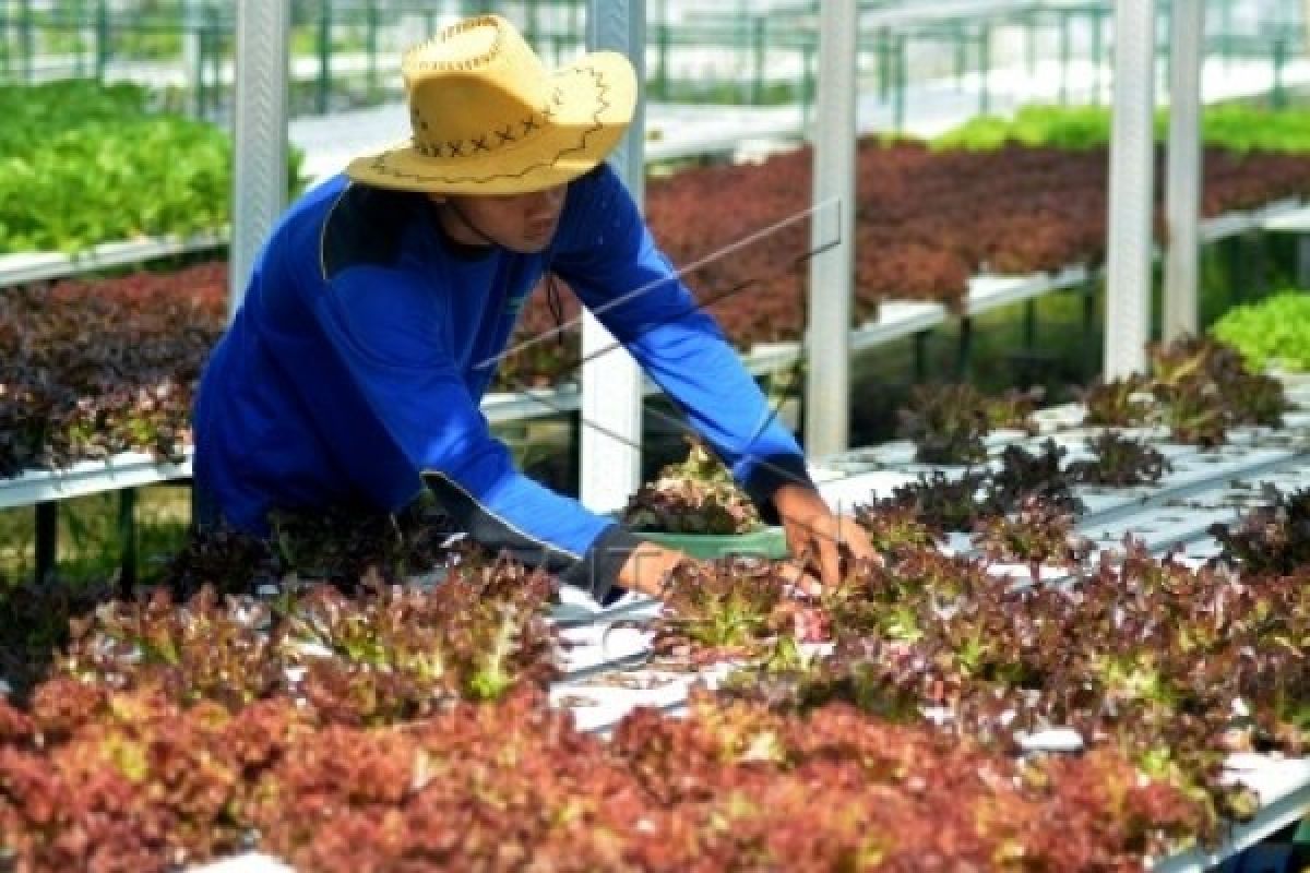 Urban Farming Dukung Ketahanan Pangan