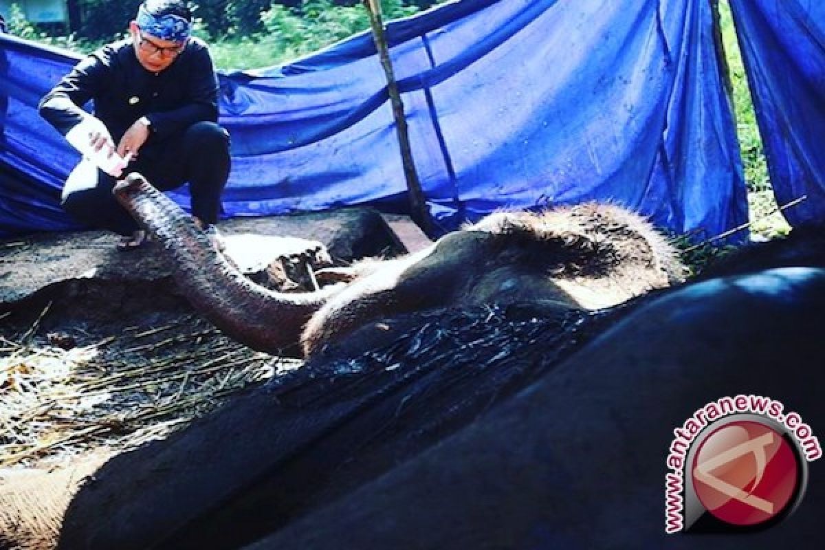 BBKSDA Riau periksa kesehatan gajah terdampak banjir