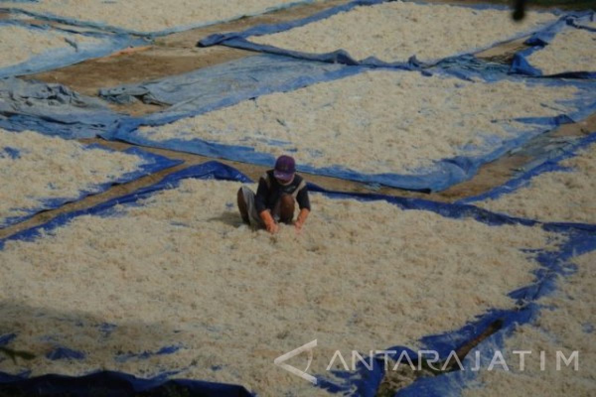 PJB Target Pembangkit Listrik Rumput Laut Beroperasi 2019