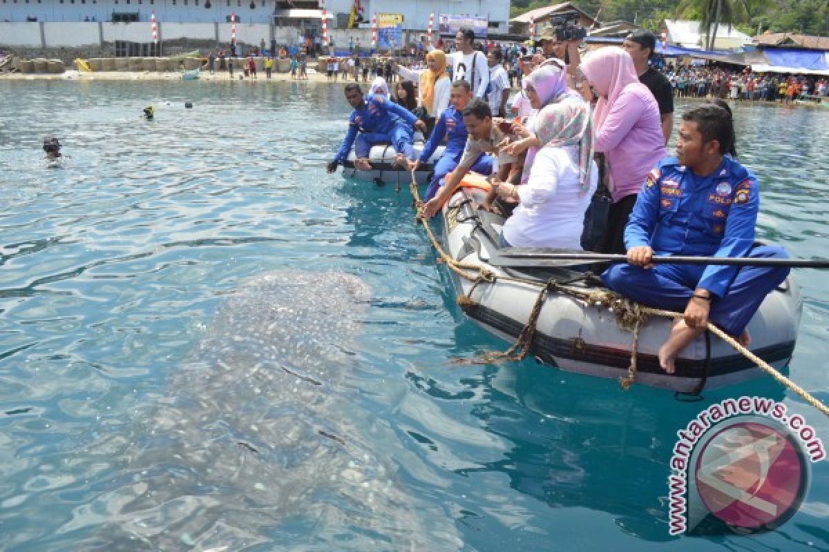 Kawanan Hiu Paus Juga Muncul Di Pulau Saronde 