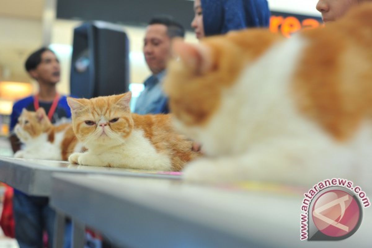 Kontes kucing nasional di Palembang meriah