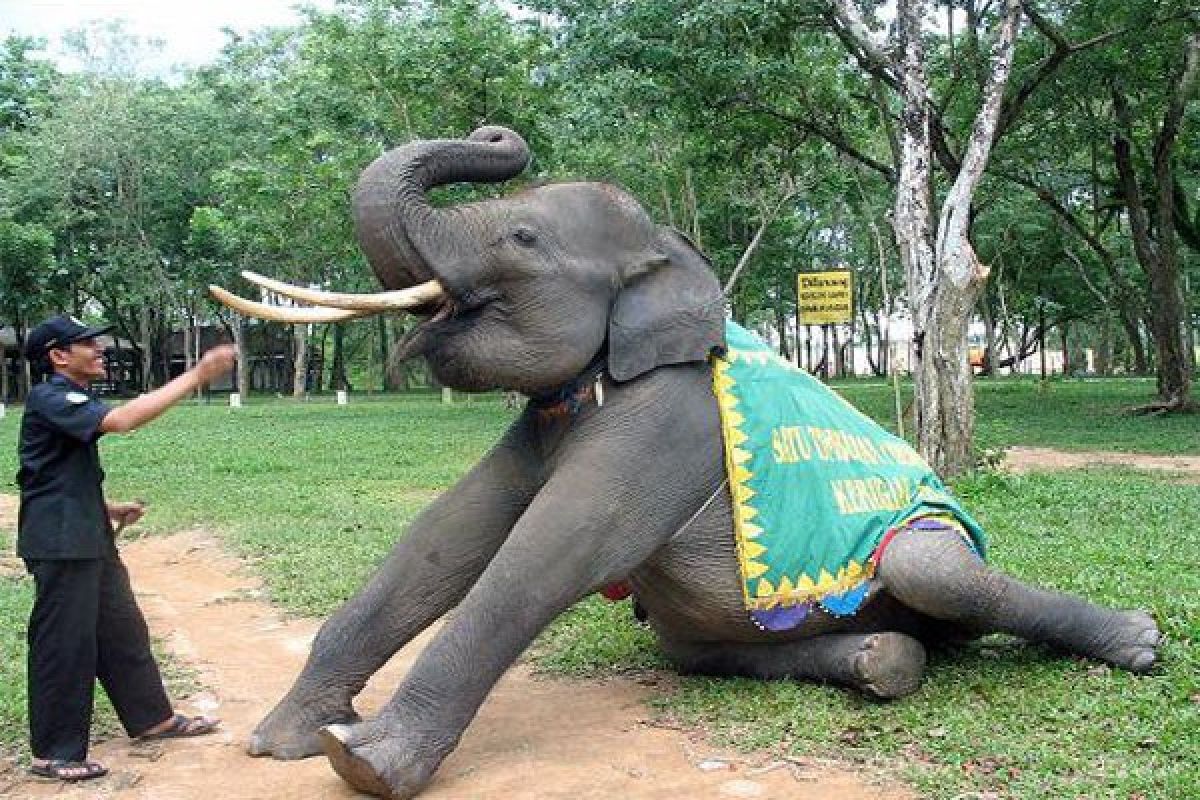 Atraksi Gajah Way Kambas Lampung Kembali Dibuka