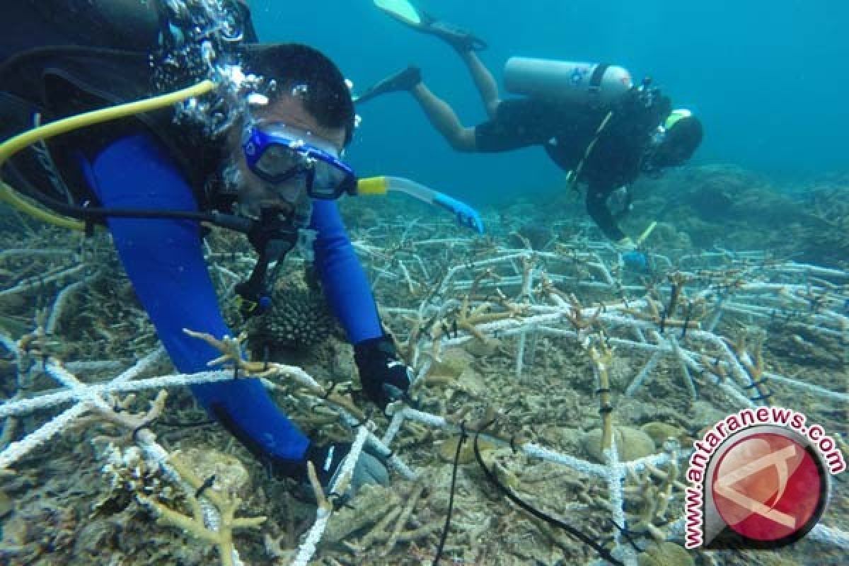 Tanah Bumbu Planting Coral Reef
