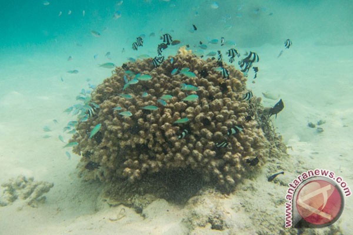 Pemerhati laporkan kerusakan terumbu karang Labuan Bajo 