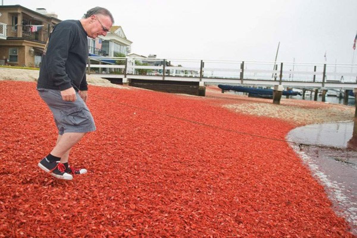 Kepiting Merah kembali penuhi Pantai California