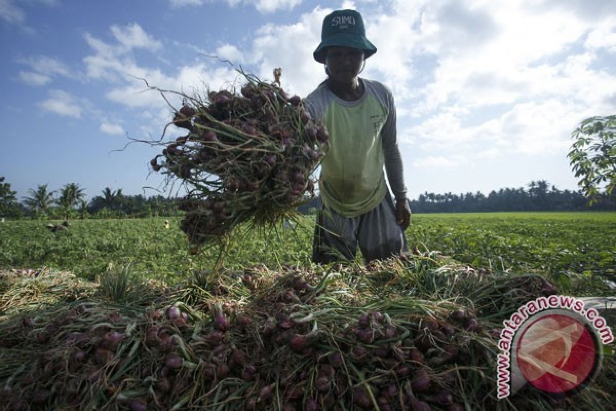 Bantul perluas lahan bawang merah 50 hektare