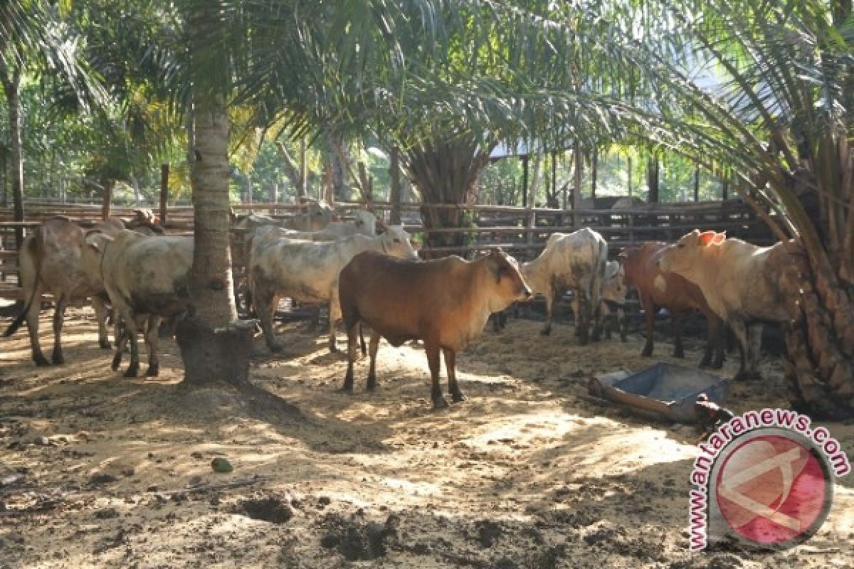 Peternakan Sapi Kaltim Terus Meningkat