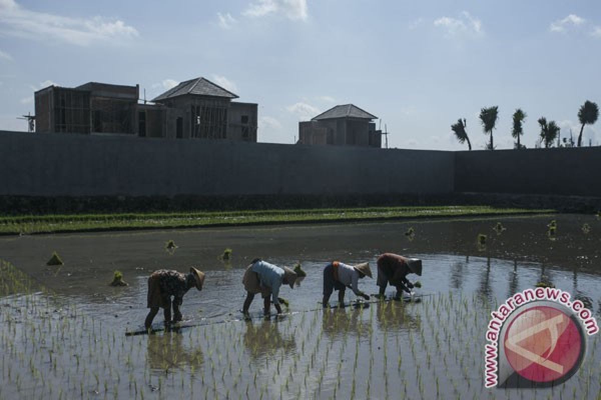 Perpres untuk mencegah alih fungsi sawah sedang disiapkan