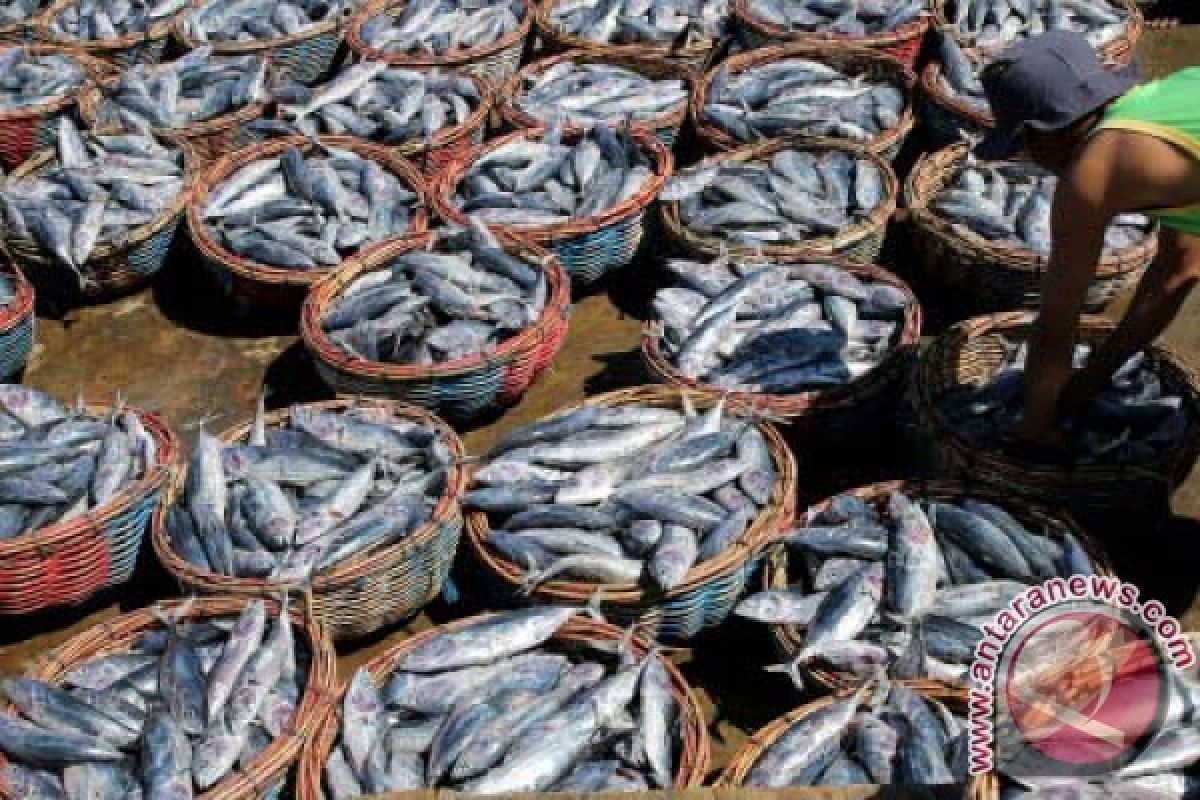 Cuaca Buruk Harga Ikan Naik di Aceh Barat